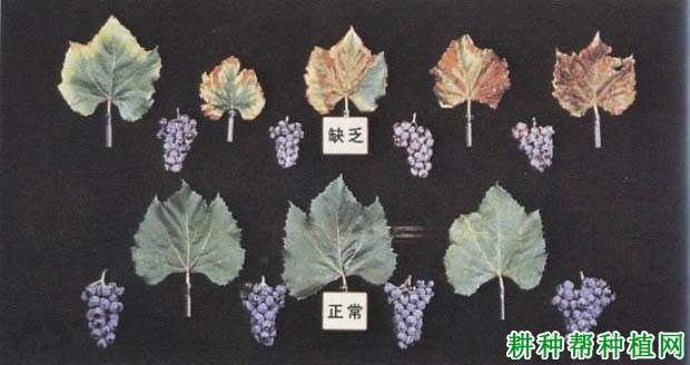钾肥对葡萄生长有哪些影响? 钾肥对葡萄生长有哪些影响?