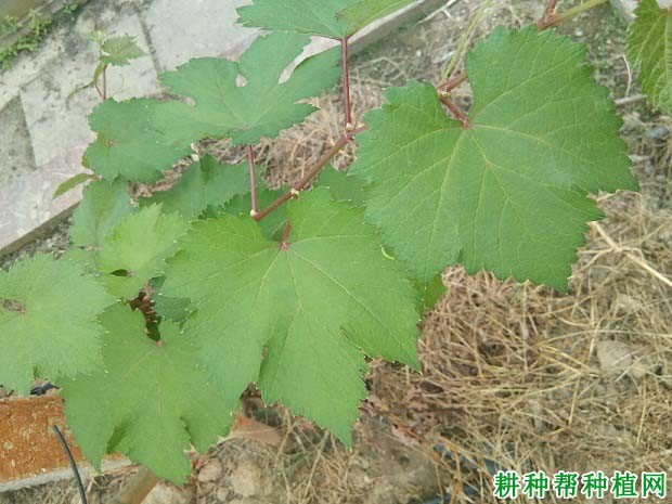 葡萄什么时候进行叶面追肥好? 葡萄什么时候进行叶面追肥好?