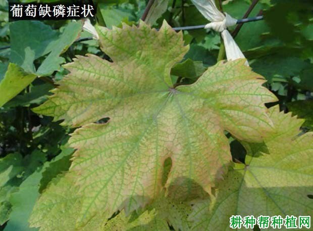 葡萄缺磷症如何防治? 葡萄缺磷症如何防治?