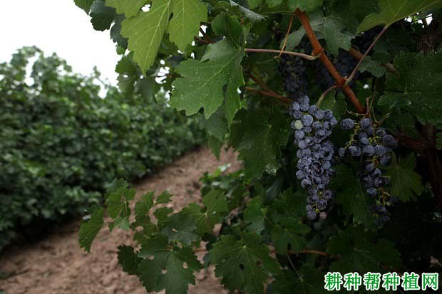 葡萄缺磷症如何防治? 葡萄缺磷症如何防治?