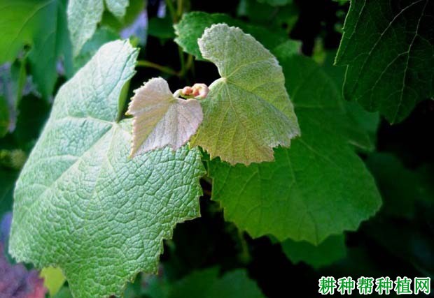 葡萄缺磷症如何防治? 葡萄缺磷症如何防治?