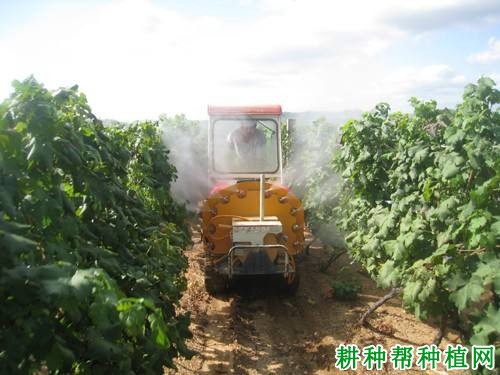 葡萄叶面追肥可以用哪些肥料? 葡萄叶面追肥可以用哪些肥料?