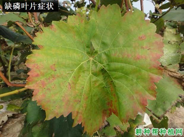 磷肥对葡萄生长有哪些影响? 磷肥对葡萄生长有哪些影响?