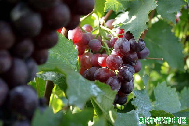 种植葡萄如何科学施肥? 种植葡萄如何科学施肥?