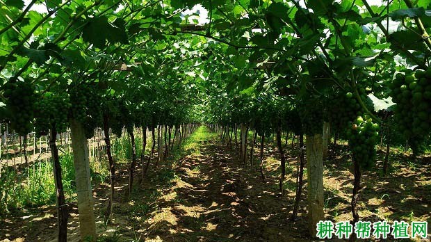 种植葡萄如何科学施肥? 种植葡萄如何科学施肥?