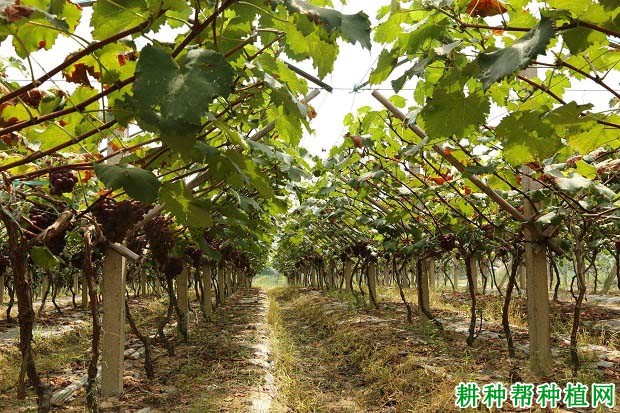 种植葡萄如何科学施肥? 种植葡萄如何科学施肥?