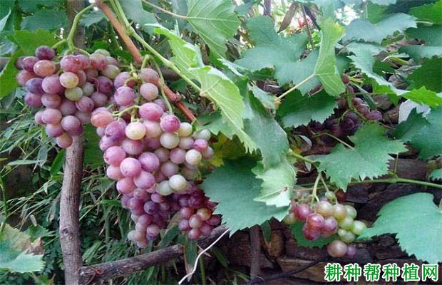 氮肥对葡萄生长有哪些影响? 氮肥对葡萄生长有哪些影响?