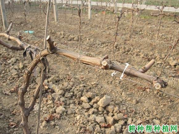 葡萄是如何吸收养分的? 葡萄是如何吸收养分的?