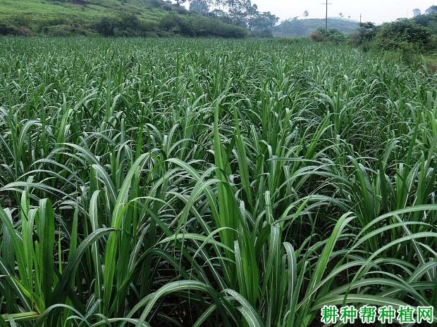 云蔗06189甘蔗品种好不好? 云蔗06189甘蔗品种好不好?