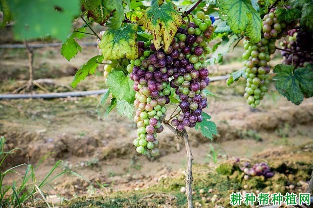 葡萄缺素是什么原因引起的? 葡萄缺素是什么原因引起的?