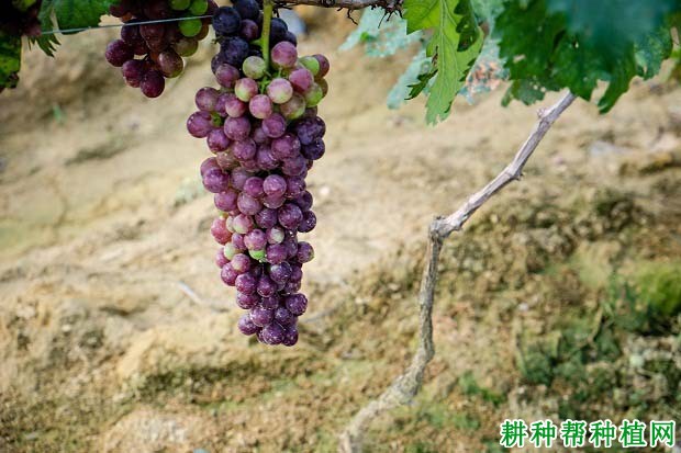 葡萄缺素是什么原因引起的? 葡萄缺素是什么原因引起的?