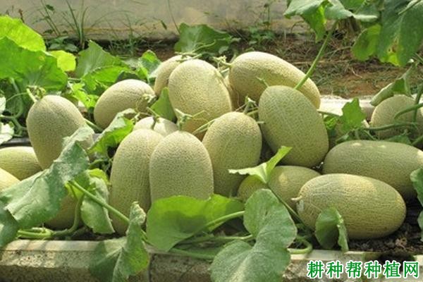 好运11号厚皮甜瓜品种好不好? 好运11号厚皮甜瓜品种好不好?