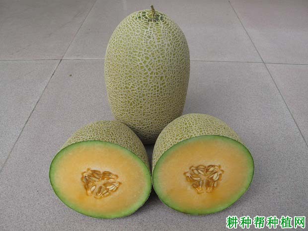 好运11号厚皮甜瓜品种好不好? 好运11号厚皮甜瓜品种好不好?