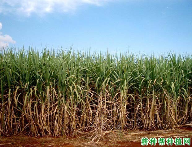 中糖1号甘蔗品种好不好? 中糖1号甘蔗品种好不好?