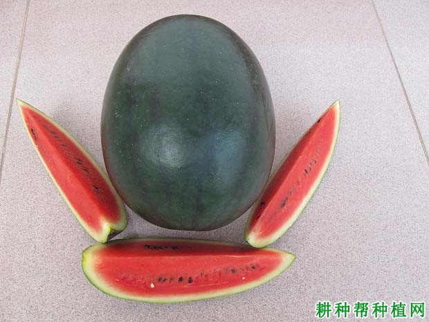 兴桂一号西瓜品种好不好? 兴桂一号西瓜品种好不好?