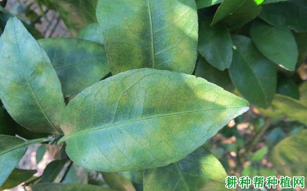 镁元素的多少对柑橘有哪些影响? 镁元素的多少对柑橘有哪些影响?