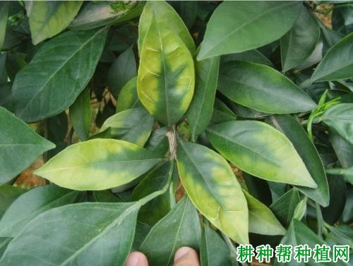 镁元素的多少对柑橘有哪些影响? 镁元素的多少对柑橘有哪些影响?