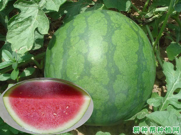 广西三号西瓜品种好不好? 广西三号西瓜品种好不好?
