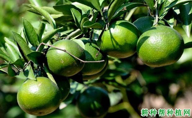 钾素的多少对柑橘有哪些影响? 钾素的多少对柑橘有哪些影响?