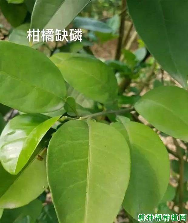 磷素的多少对柑橘有哪些影响? 磷素的多少对柑橘有哪些影响?