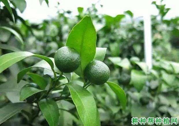 磷素的多少对柑橘有哪些影响? 磷素的多少对柑橘有哪些影响?
