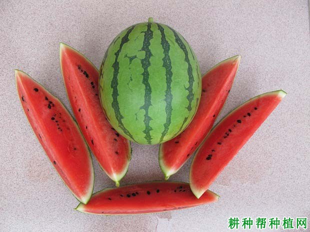 兴桂三号西瓜品种好不好? 兴桂三号西瓜品种好不好?