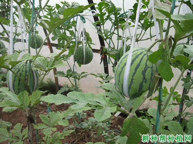 兴桂三号西瓜品种好不好? 兴桂三号西瓜品种好不好?