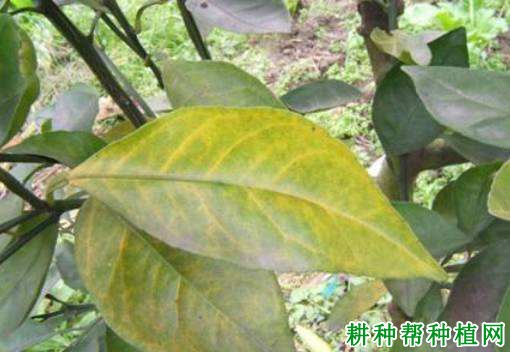 氮素的多少对柑橘有哪些影响? 氮素的多少对柑橘有哪些影响?