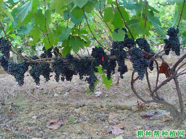 凌丰葡萄品种好不好? 凌丰葡萄品种好不好?
