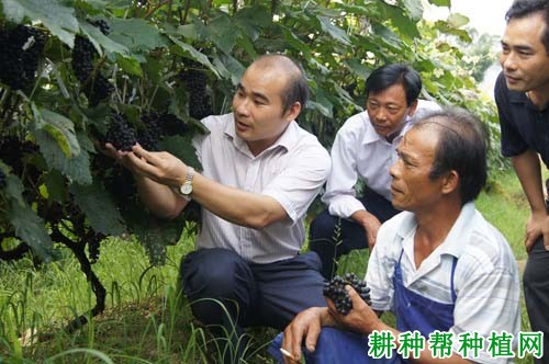 凌丰葡萄品种好不好? 凌丰葡萄品种好不好?