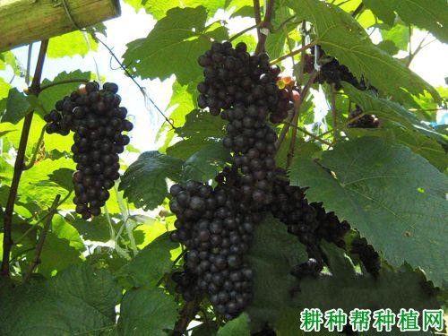 凌丰葡萄品种好不好? 凌丰葡萄品种好不好?