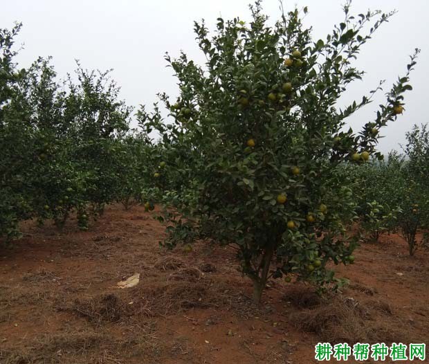 适宜柑橘生长发育的土壤条件是什么样? 适宜柑橘生长发育的土壤条件是什么样?