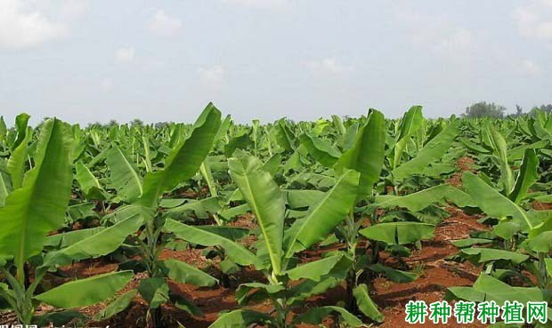 香蕉施肥需要注意什么? 香蕉施肥需要注意什么?