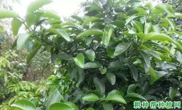 柑橘的叶片如何吸收养分? 柑橘的叶片如何吸收养分?