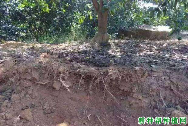 柑橘的根系如何吸收养分? 柑橘的根系如何吸收养分?