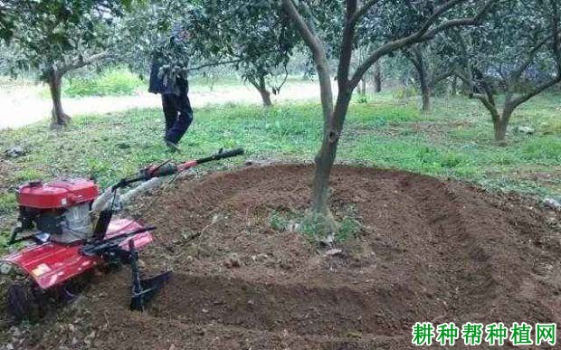 柑橘的根系如何吸收养分? 柑橘的根系如何吸收养分?
