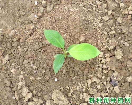 新植香蕉什么时候施肥? 新植香蕉什么时候施肥?