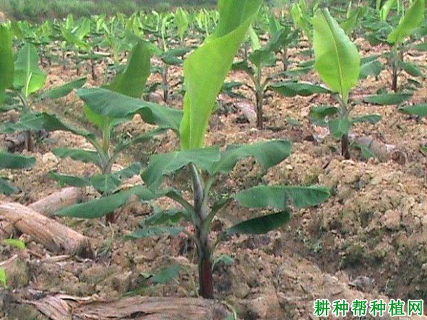 新植香蕉什么时候施肥? 新植香蕉什么时候施肥?