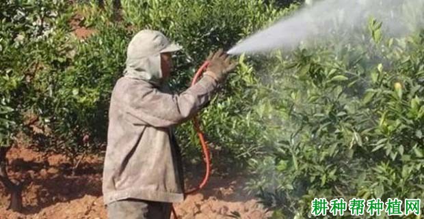 柑橘喷什么叶面肥好?什么时候喷? 柑橘喷什么叶面肥好?什么时候喷?