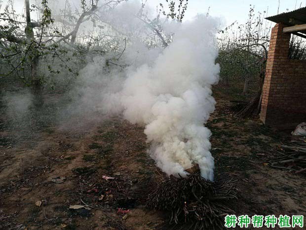种植核桃如何预防晚霜危害? 种植核桃如何预防晚霜危害?