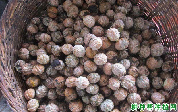 核桃种子在播种前如何处理? 核桃种子在播种前如何处理?