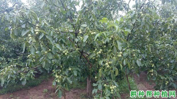 早实核桃怎么样修剪? 早实核桃怎么样修剪?