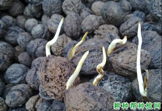 核桃种子在播种前如何处理? 核桃种子在播种前如何处理?
