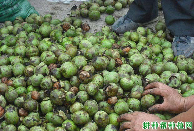 核桃种子在播种前如何处理? 核桃种子在播种前如何处理?