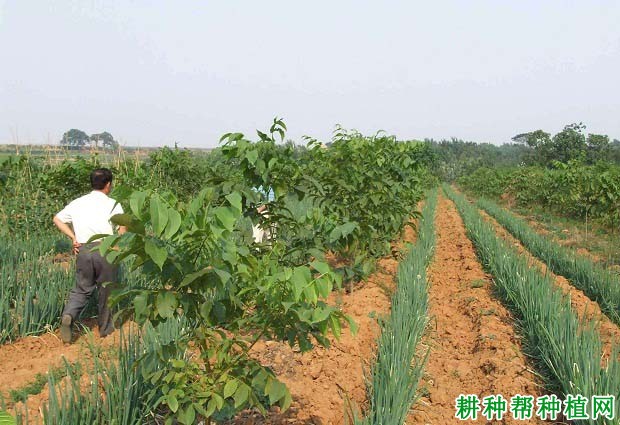 早实核桃怎么样修剪? 早实核桃怎么样修剪?