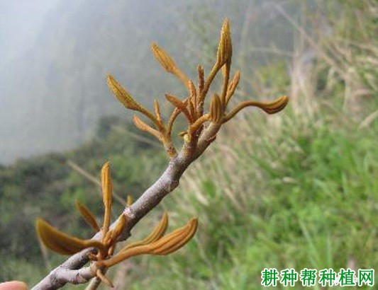 种植核桃如何预防晚霜危害? 种植核桃如何预防晚霜危害?