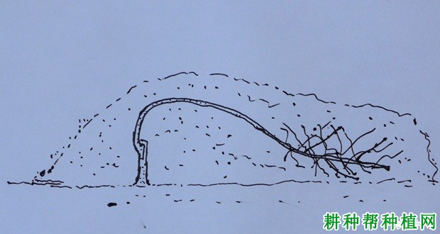 种植核桃如何预防冻害发生？