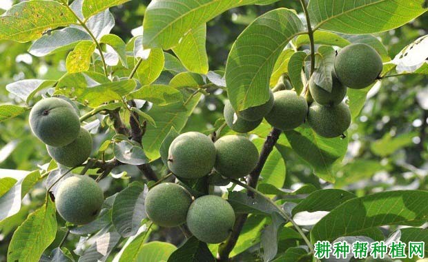 核桃如何喷施叶面肥? 核桃如何喷施叶面肥?