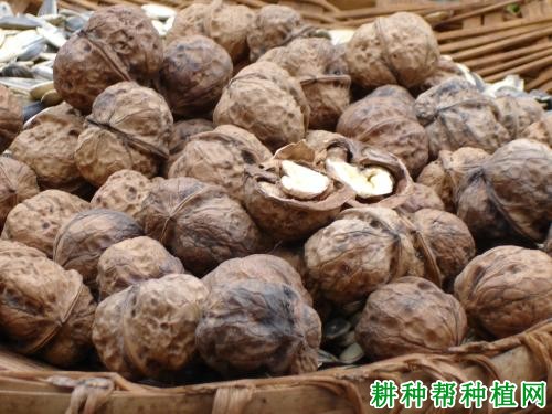 繁殖用的核桃种子什么时候采收? 繁殖用的核桃种子什么时候采收?