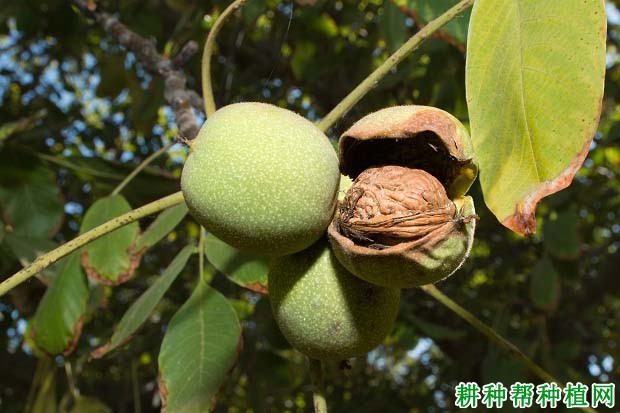 繁殖用的核桃种子什么时候采收? 繁殖用的核桃种子什么时候采收?